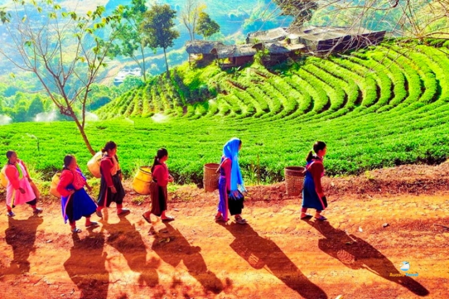 Hill tribe women harvesting tea at plantation in Thailand – Auasia Travel